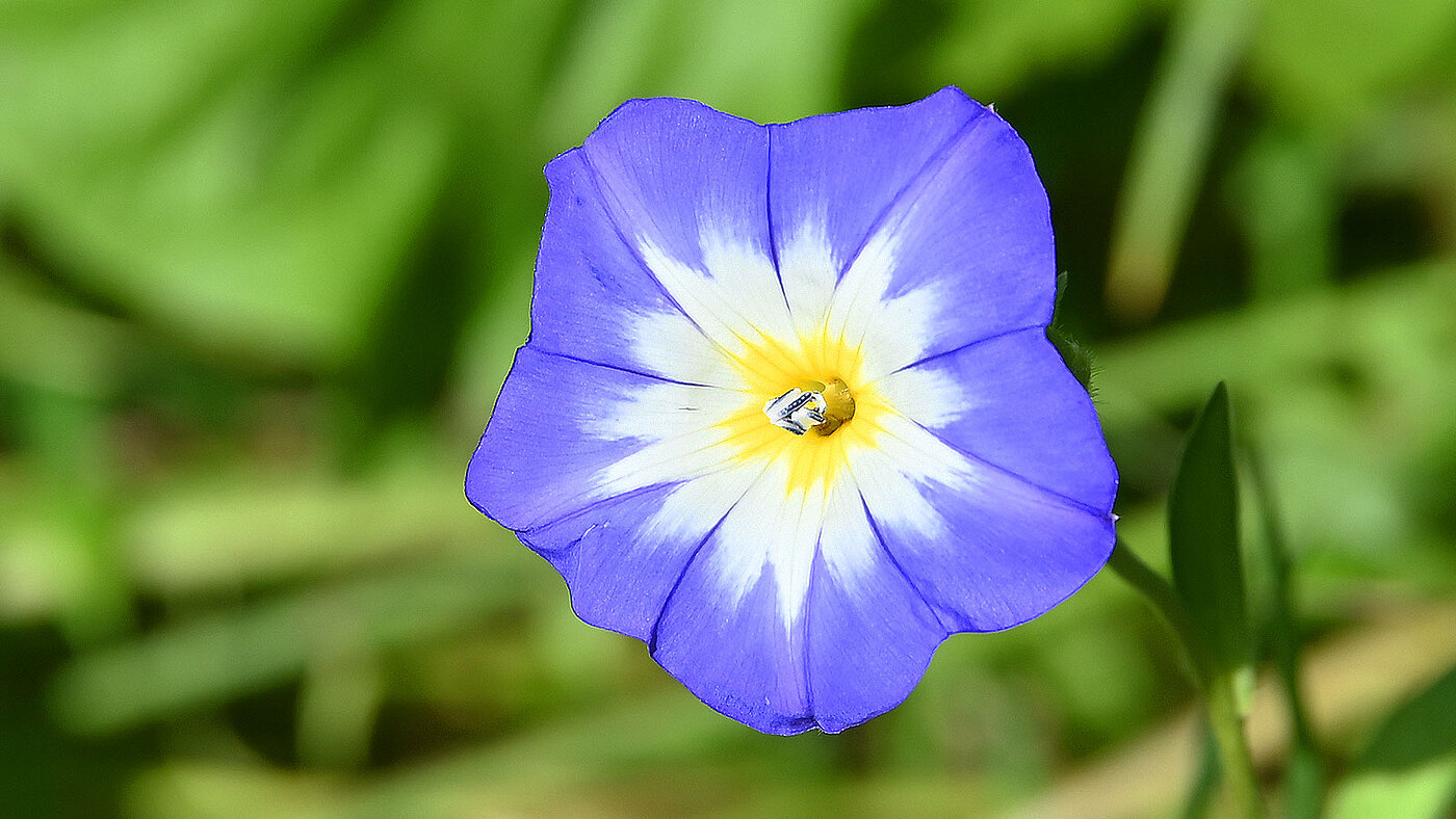 Die Blüte der Convolvulus tricolor ( Dreifarbige Winde ) in Nahaufnahme - bwz Schwingungstechnik