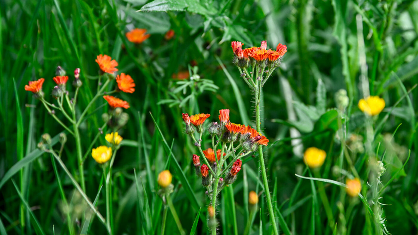 Blumenwiese mit roten und gelben Blüten - bwz Schwingungstechnik