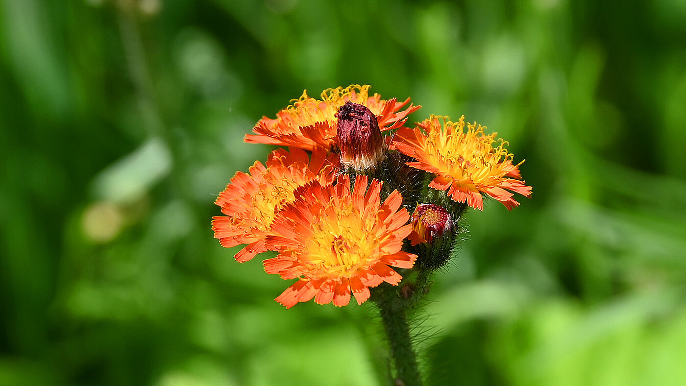 Die Blüten des Pilosella aurantiaca ( Orangerotes Habichtskraut ) in Nahaufnahme - bwz Schwingungstechnik 