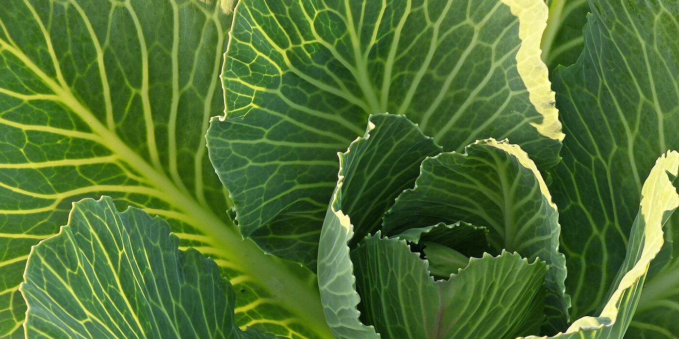 Weisskohl ( Brassica oleracea ) Nahaufnahme - bwz Schwingungstechnik