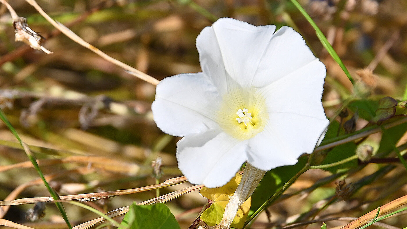 Die Blüte der Calystegia sepium ( Echte Zaunwinde ) in Nahaufnahme - bwz Schwingungstechnik