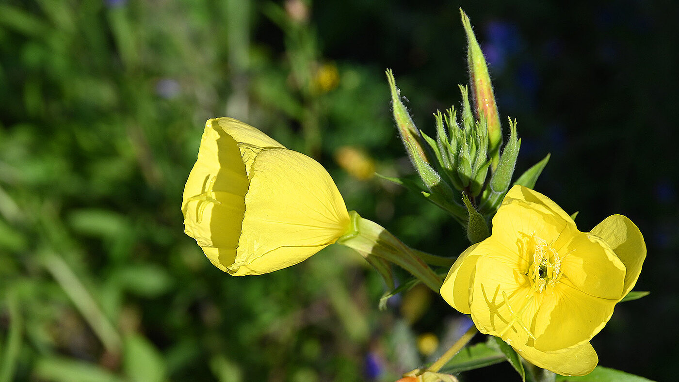 Die Blüte der Oenothera biennis ( Gemeine Nachtkerze ) in Nahaufnahme - bwz Schwingungstechnik