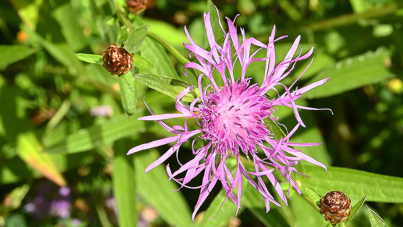 Die Blüte der Centaurea scabiosa ( Skabiosen-Flockenblume ) in Nahaufnahme - bwz Schwingungstechnik