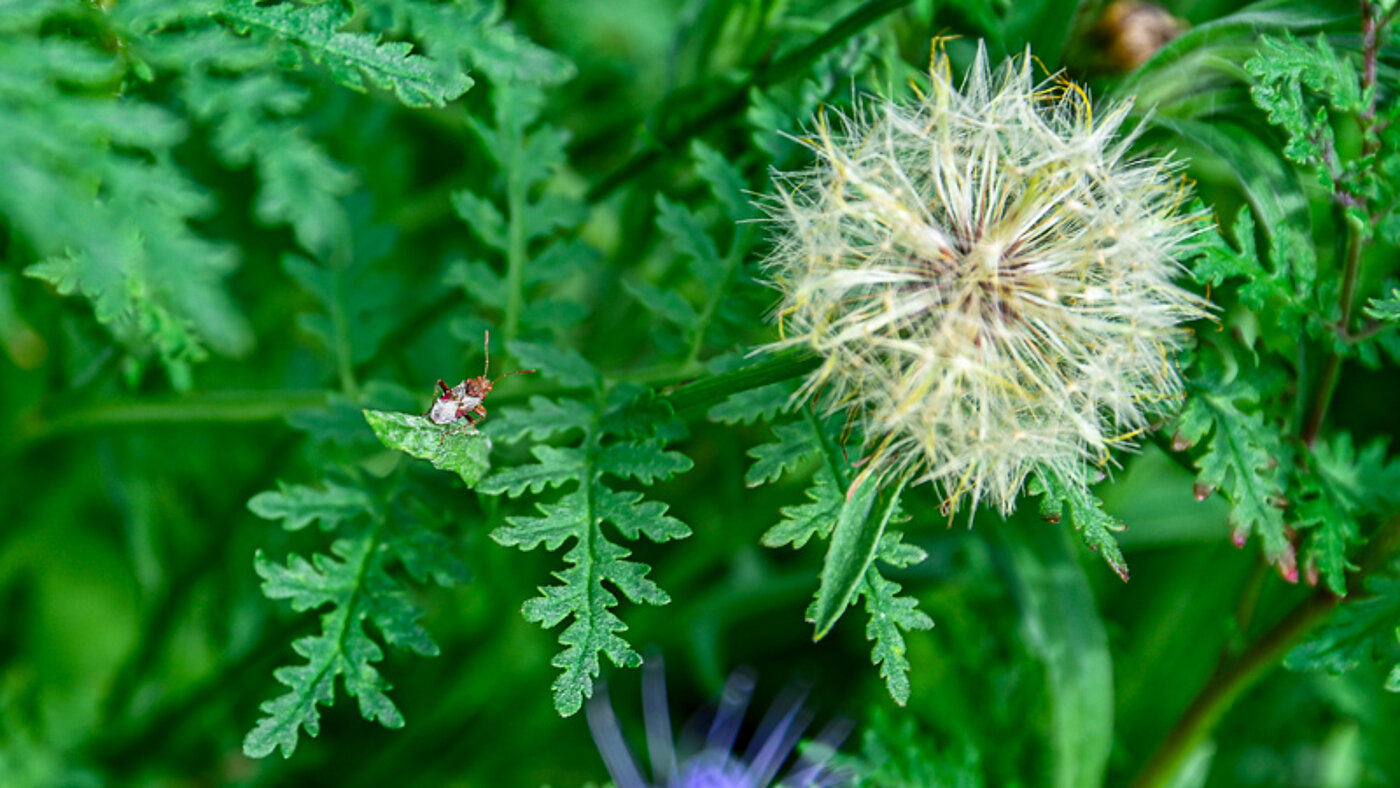 Blumenwise mit Pusteblume und Insekt - bwz Schwingungstechnik 
