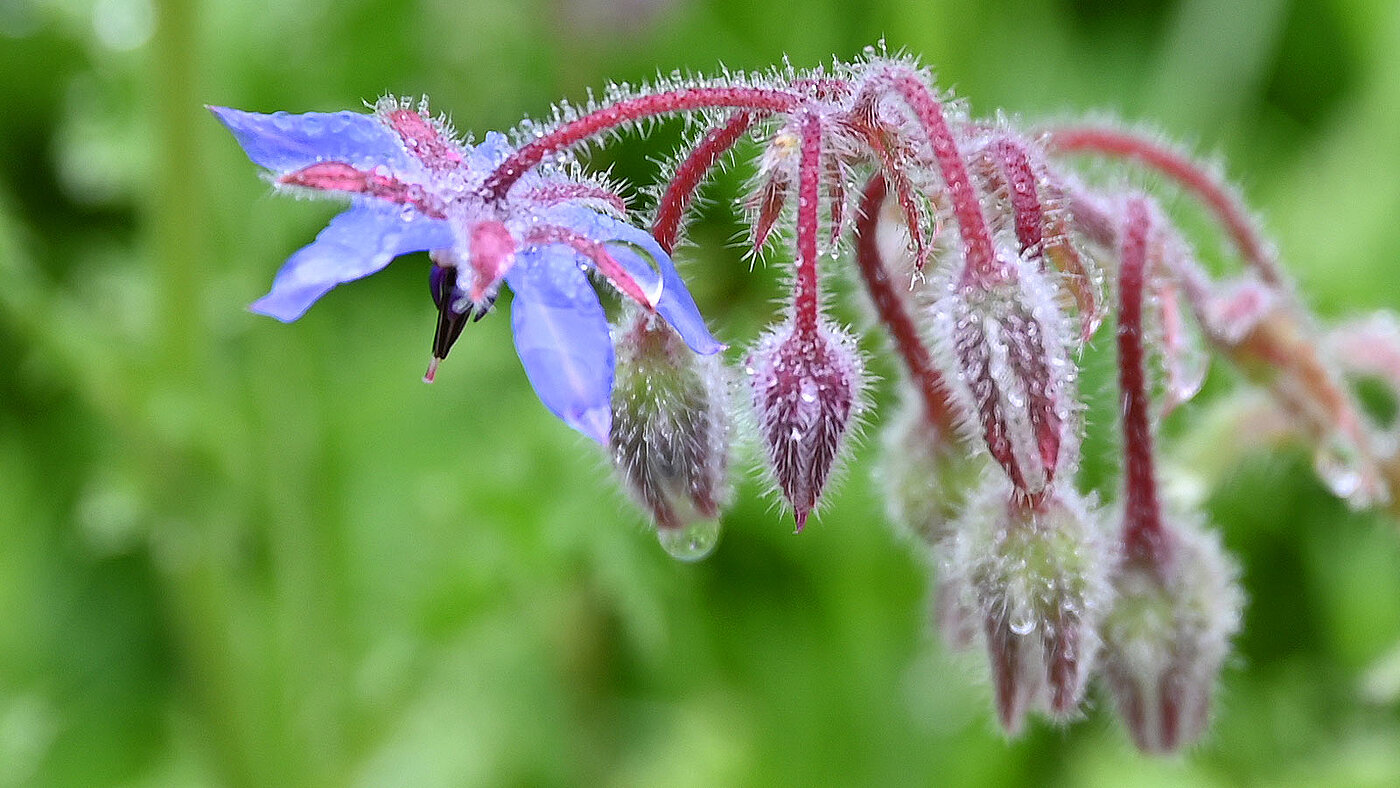 Die Blüten des Borago officinalis ( Borretsch ) in Nahaufnahme - bwz Schwingungstechnik