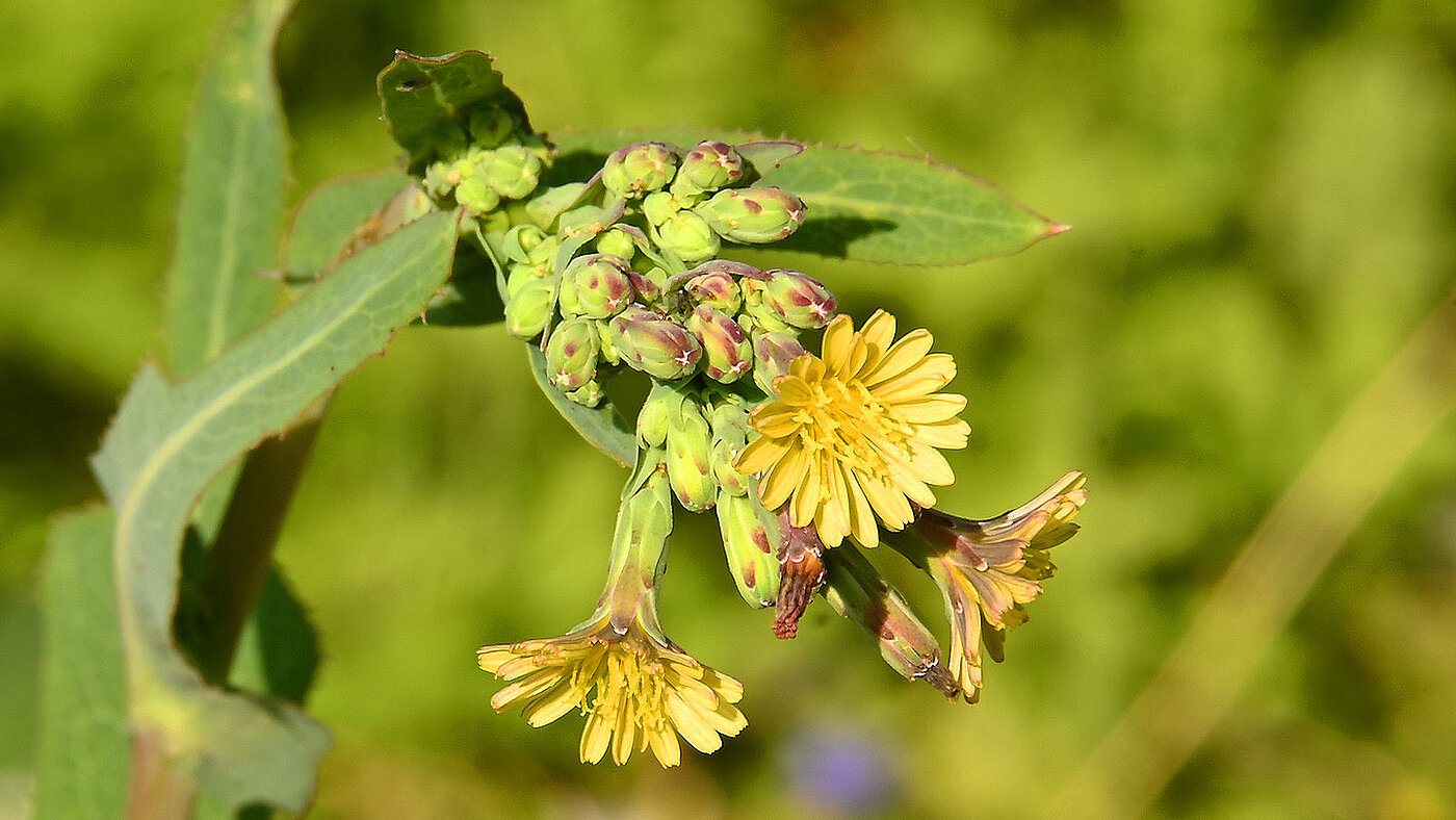 Die Blüte des Lactuca serriola ( Stachel-Lattich ) in Nahaufnahme - bwz Schwingungstechnik