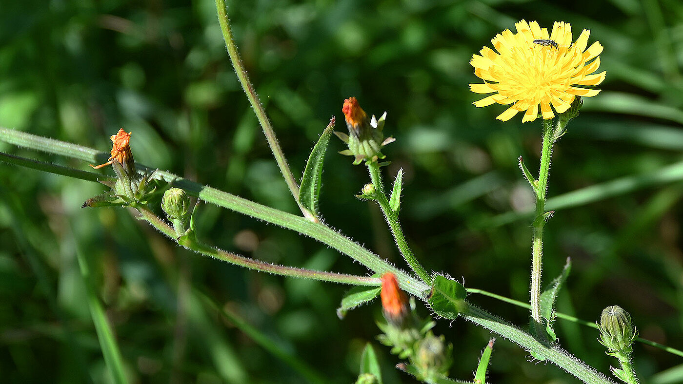 Die Blüte des Crepis capillaris ( Kleinköpfiger Pippau ) in Nahaufnahme - bwz Schwingungstechnik