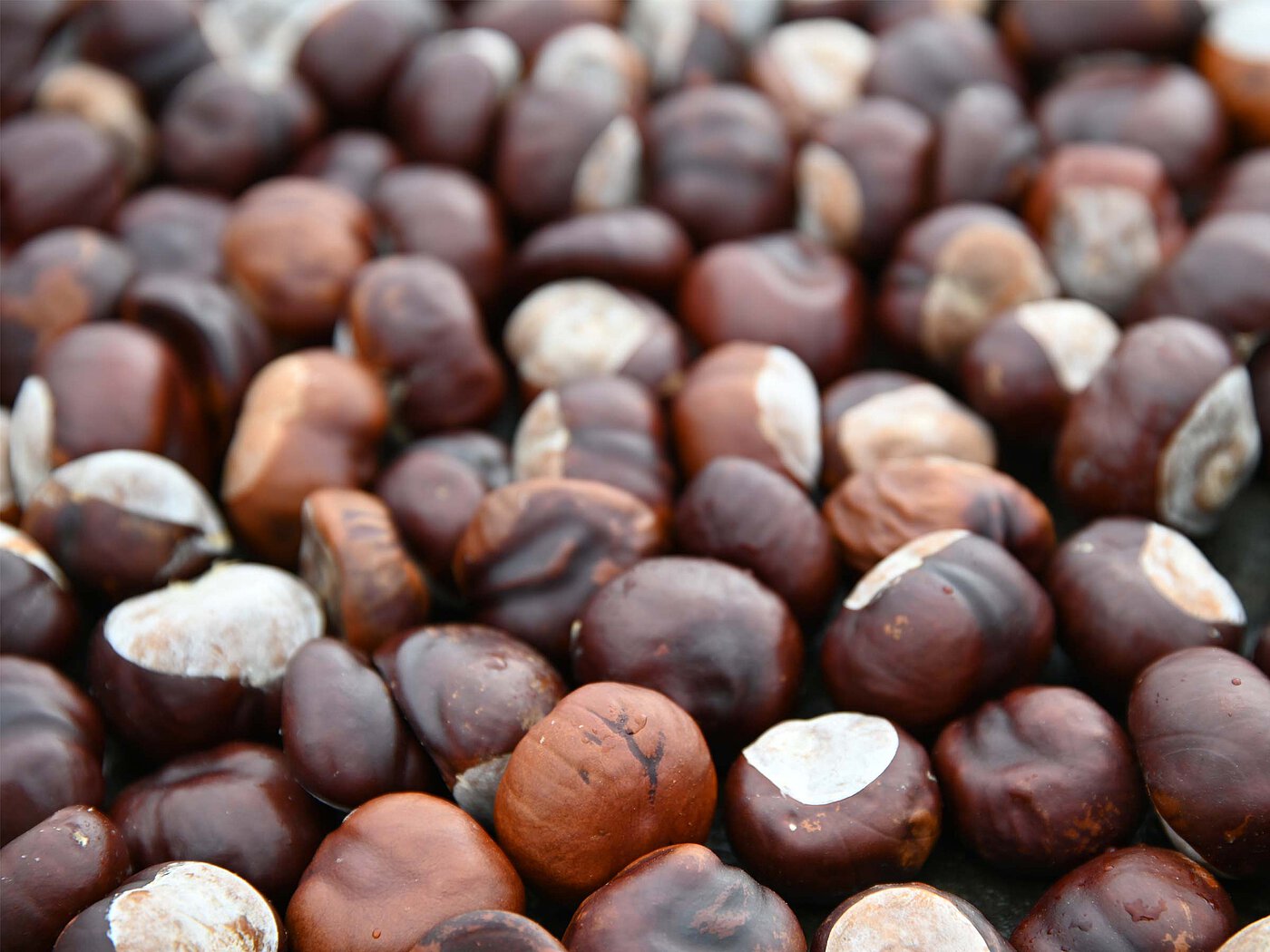 an area full of tightly packed fresh chestnuts of varying reddish and brownish hues, with the focal point in the front and dwindling towards the background