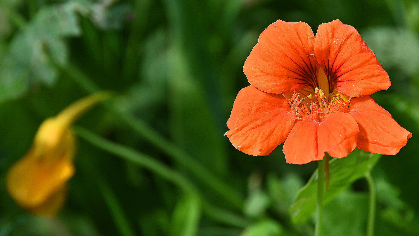 Die Blüten der Tropaeolum ( Kapuzinerkresse ) in Nahaufnahme - bwz Schwingungstechnik